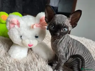 Sphynx cats Adorable kittens - Advert 13