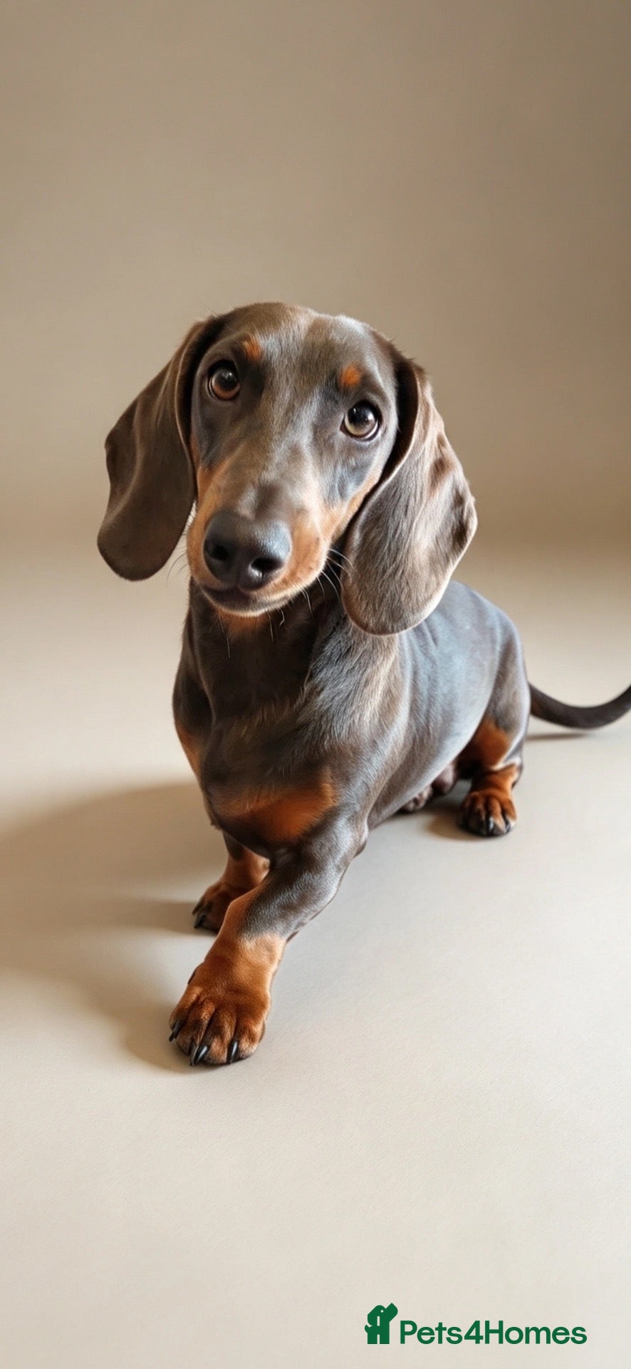 Dachshund dogs 7 beautiful dachshunds  - Advert 2