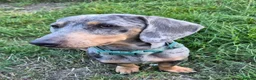 Miniature Dachshund dogs for sale: Stunning 18mth old male - Advert 2