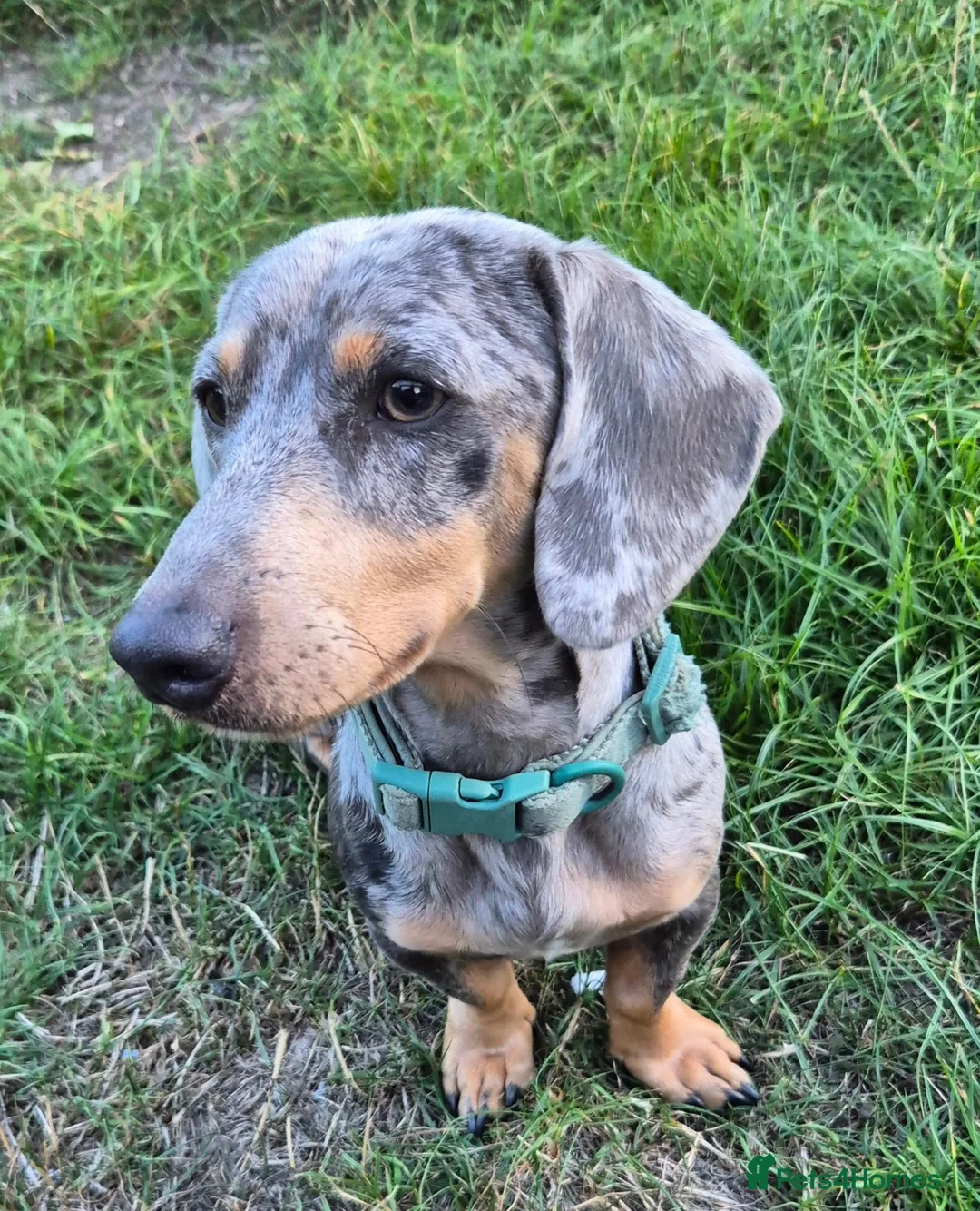 Miniature Dachshund dogs for sale: Stunning 18mth old male - Advert 2