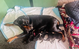 Dobermann dogs for sale: 🏆Supreme Dobermanns - Where Excellence Begins 🏆 - Image 23