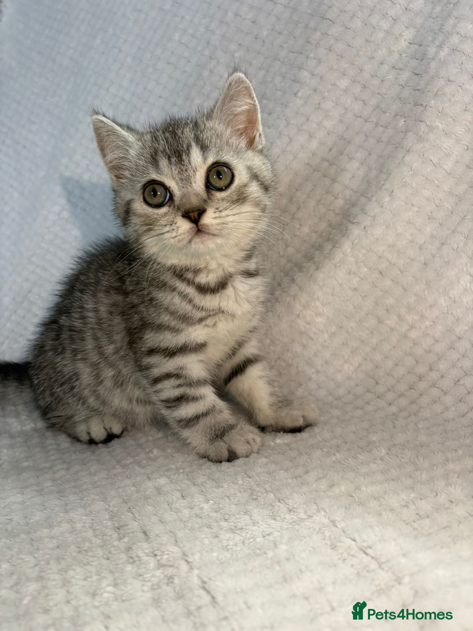 British Shorthair cats Gorgeous British shorthair kittens  - Advert 3