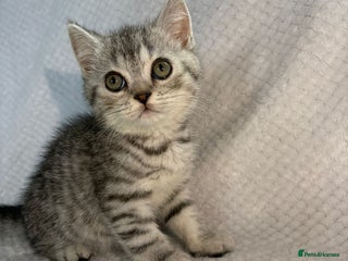 British Shorthair cats Gorgeous British shorthair kittens - Advert 1