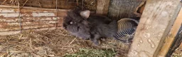 Lionhead rabbits for sale: Cute fluffy friendly lionhead babies-2boys left - Advert 5