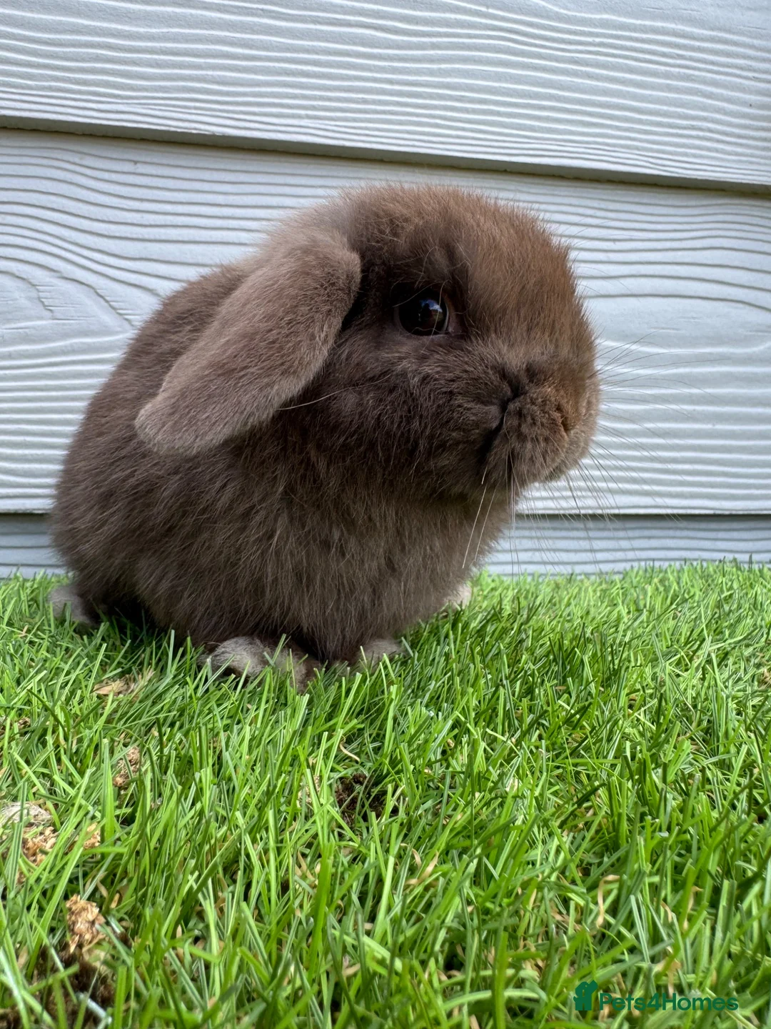 Mini Lop rabbits for sale: Minilop Male Chocolate Bunny From HoppyMiniLops  - Advert 5