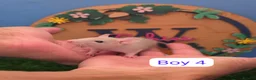 Rat rodents for sale: Baby Dwarf Rats Boys Girls  - Advert 7