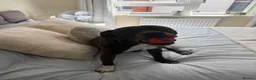 Mixed Breed dogs for sale: Mali, 7 year old staffie cross!  - Advert 2