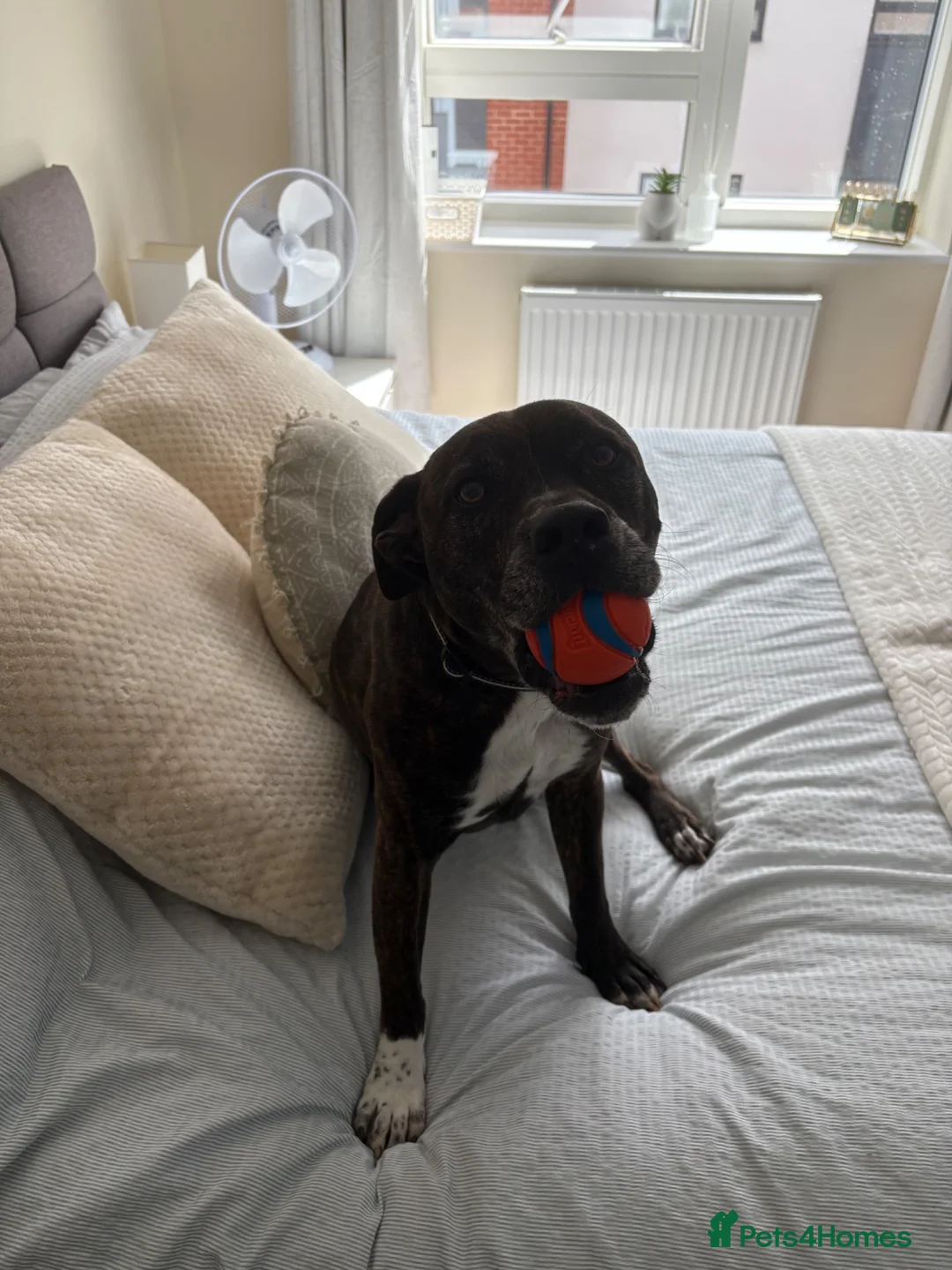 Mixed Breed dogs for sale: Mali, 7 year old staffie cross!  - Advert 2