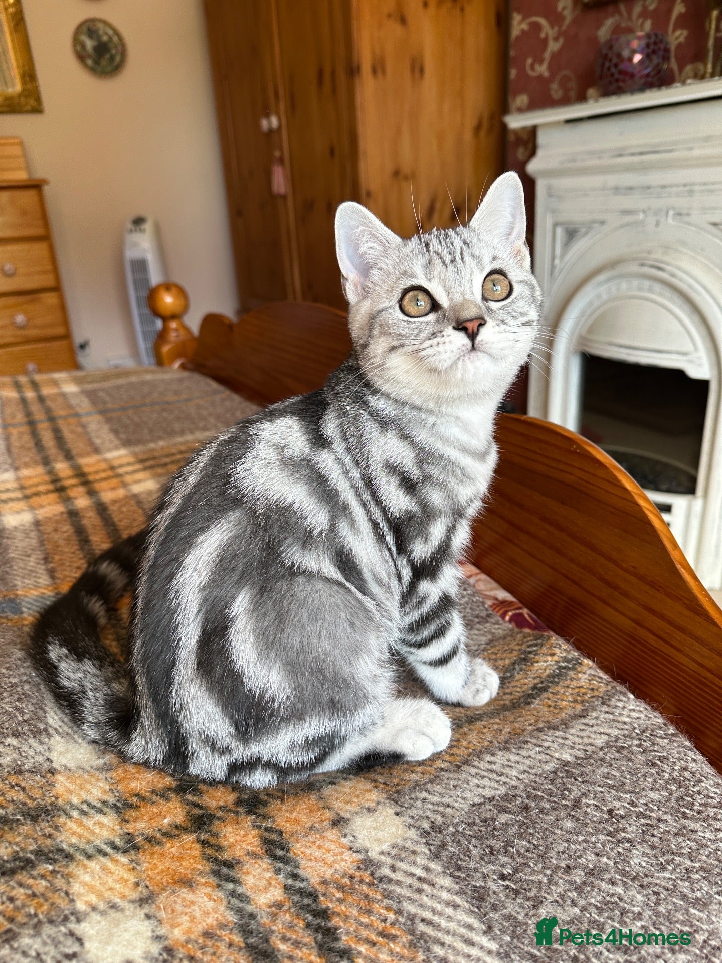British Shorthair cats Silver Tabby British shorthair Registered Kittens  - Advert 9