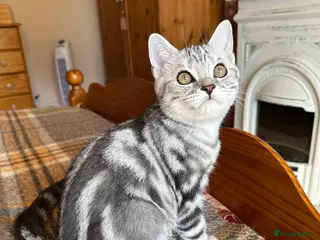 British Shorthair cats Silver Tabby British shorthair Registered Kittens - Advert 9