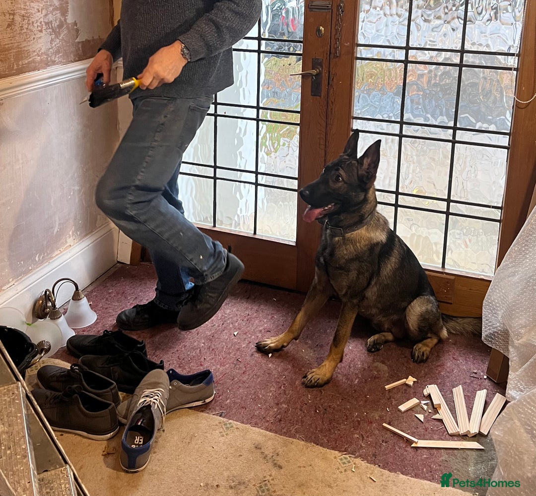 German Shepherd dogs for sale: German Shepherd Puppy (12 months) - Image 5