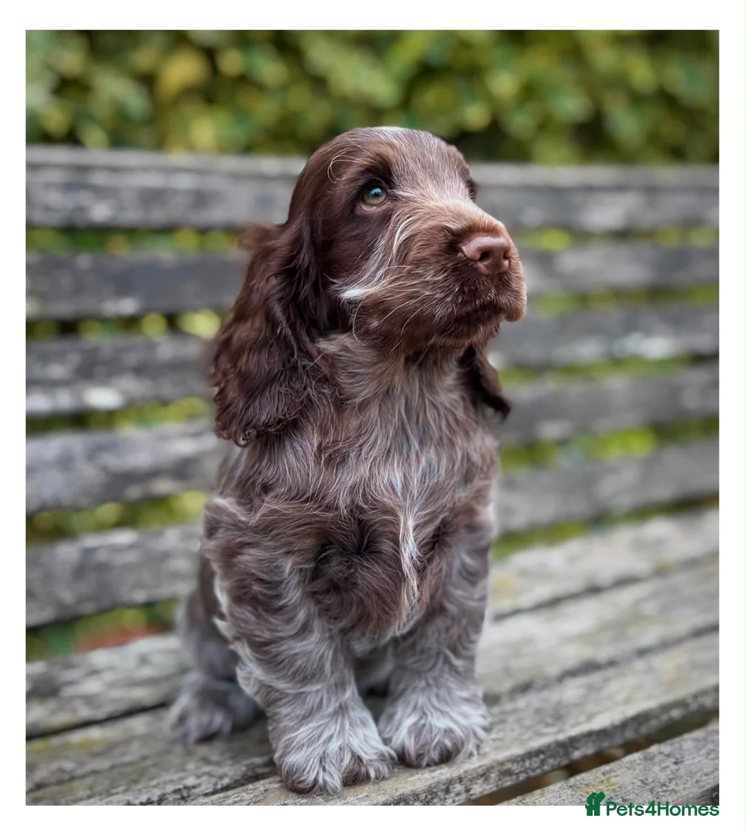 Cocker Spaniel dogs for sale: Quality KC Registered Show Cocker spaniel puppies - Advert 2