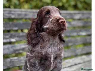 Cocker Spaniel dogs Quality KC Registered Show Cocker spaniel puppies - Advert 5