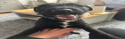 Patterdale Terrier dogs for sale: Patterdale Terrier  - Advert 2
