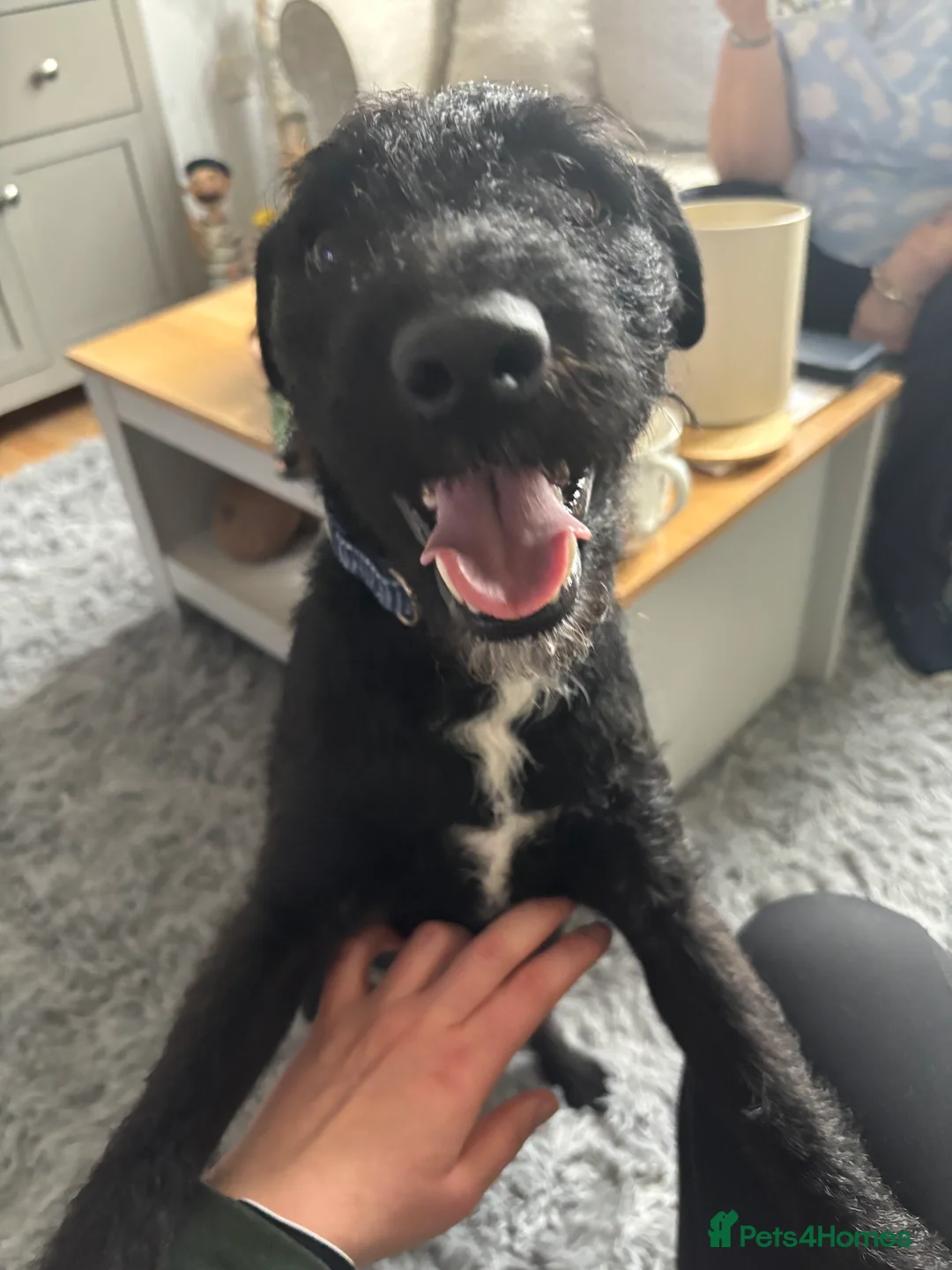 Patterdale Terrier dogs for sale: Patterdale Terrier  - Advert 2