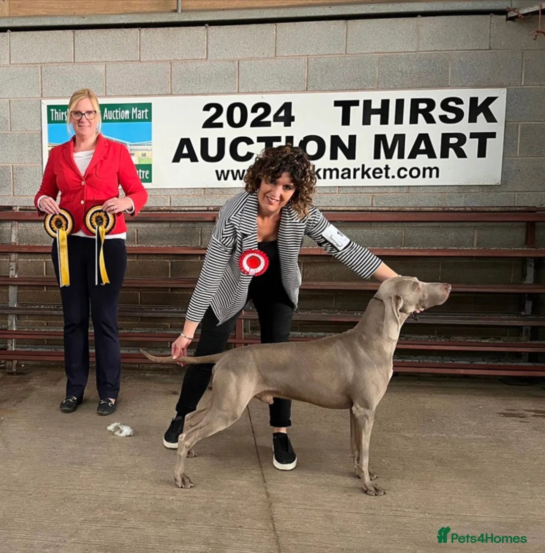 Weimaraner dogs for sale: Weimaraner Silver Grey Girl Pups - Ganult showline - Advert 31