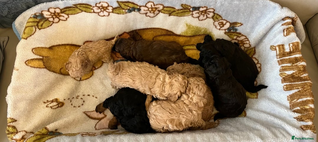 Shihpoo dogs for sale: beautiful shihpoo litter - Image 3