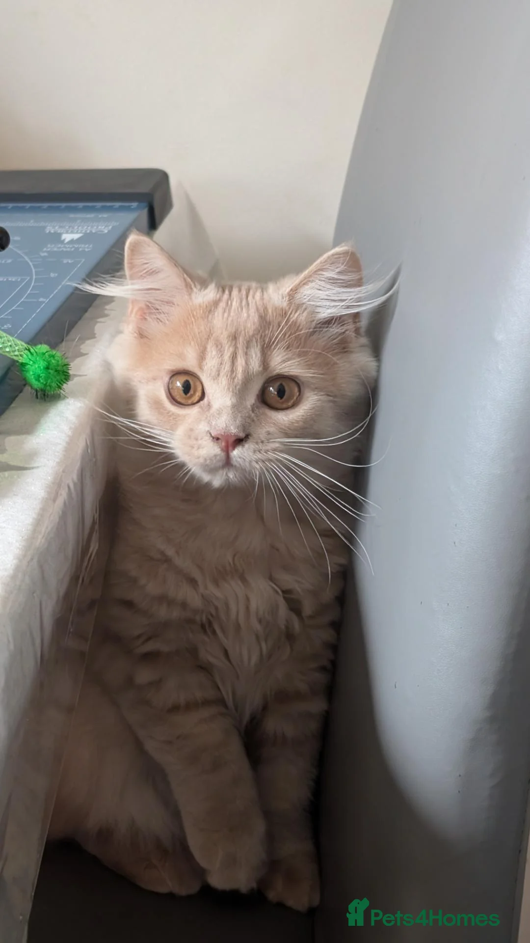 British Shorthair cats for sale:  GCCF British Longhair boy ready now  - Advert 1