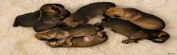 Border Terrier dogs for sale: Stunning Litter of Border Terriers - Advert 2