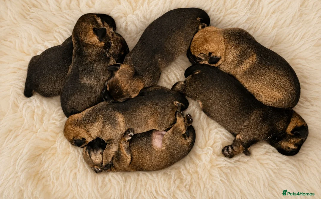 Border Terrier dogs for sale: Stunning Litter of Border Terriers - Advert 2