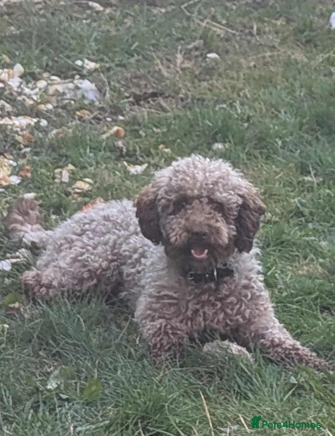 Cockapoo dogs for stud: F2 chocolate cockapoo stud - Advert 2