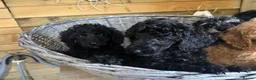 Miniature Poodle dogs for sale: Miniature poodle puppies ready to leave  - Advert 9