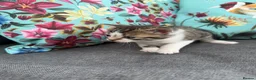Mixed Breed cats for sale: Kittens for sale in Bourne - Advert 7