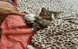 Mixed Breed cats for adoption: TOM a friendly & proud boy who needs a Loving Home - Advert 32