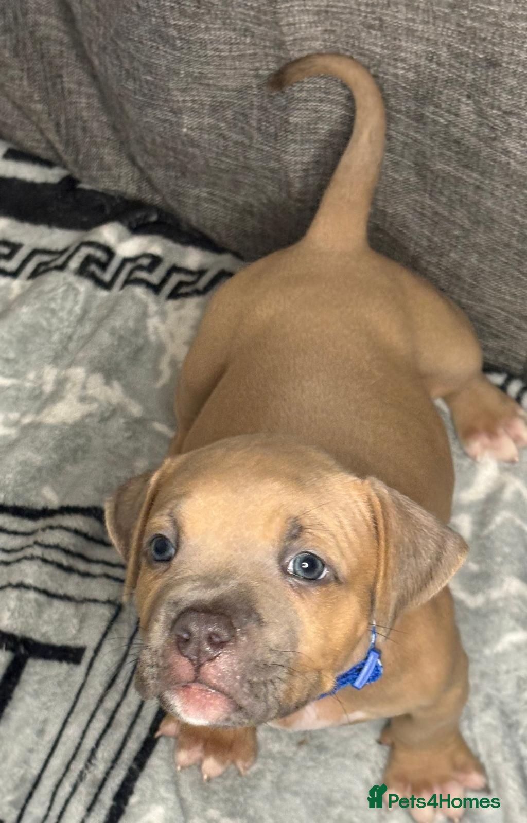 American Bully dogs Exquisite pocket bullys looking for forever homes  - Advert 2