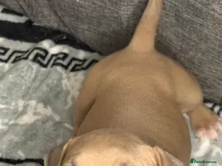 American Bully dogs Exquisite pocket bullys looking for forever homes - Advert 2