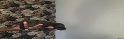 Mixed Breed dogs for sale: Staffy mix Puppies  - Advert 9