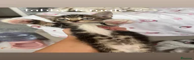 Domestic Shorthair 2