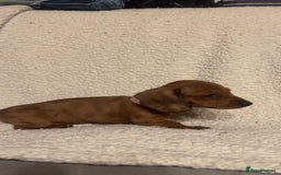Miniature Dachshund dogs for sale: Miniature dachshunds cearphilly  - Image 2