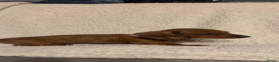 Miniature Dachshund Puppy 2
