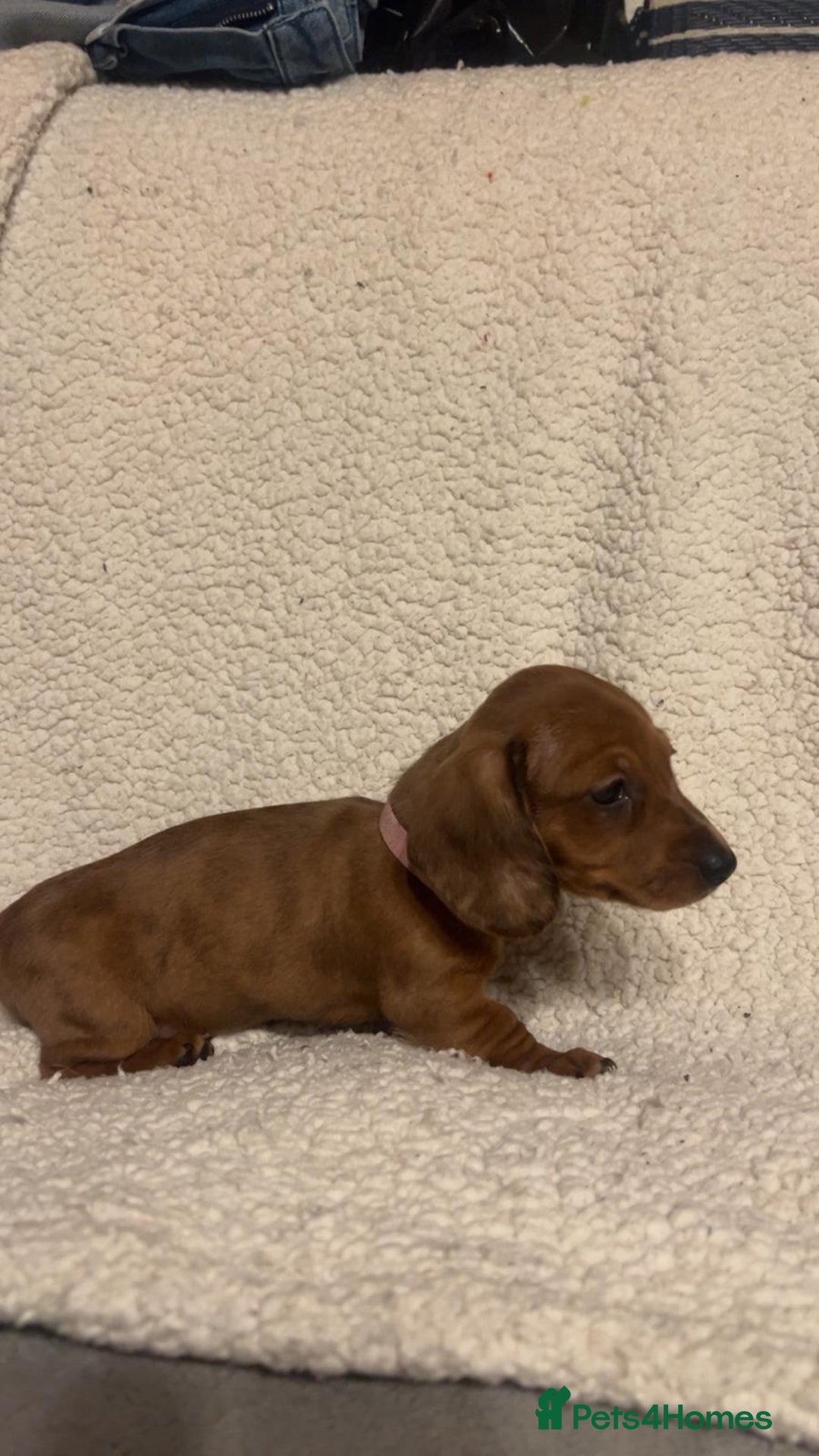 Miniature Dachshund dogs for sale: Miniature dachshunds cearphilly  - Image 2