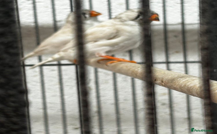 Finches birds - Advert 1