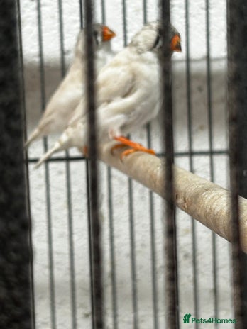 Finches birds - Advert 5