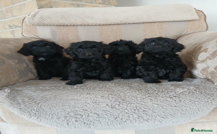 Cockapoo dogs - Advert 1