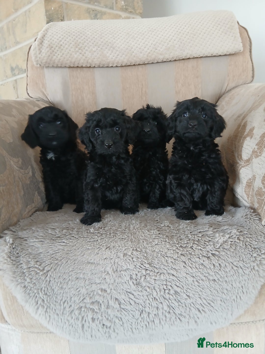 Cockapoo dogs for sale: Stunning black cockapoos  - Image 8