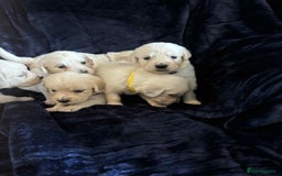 Golden Retriever dogs for sale: Stunning KC Golden Retriever puppies - Image 2