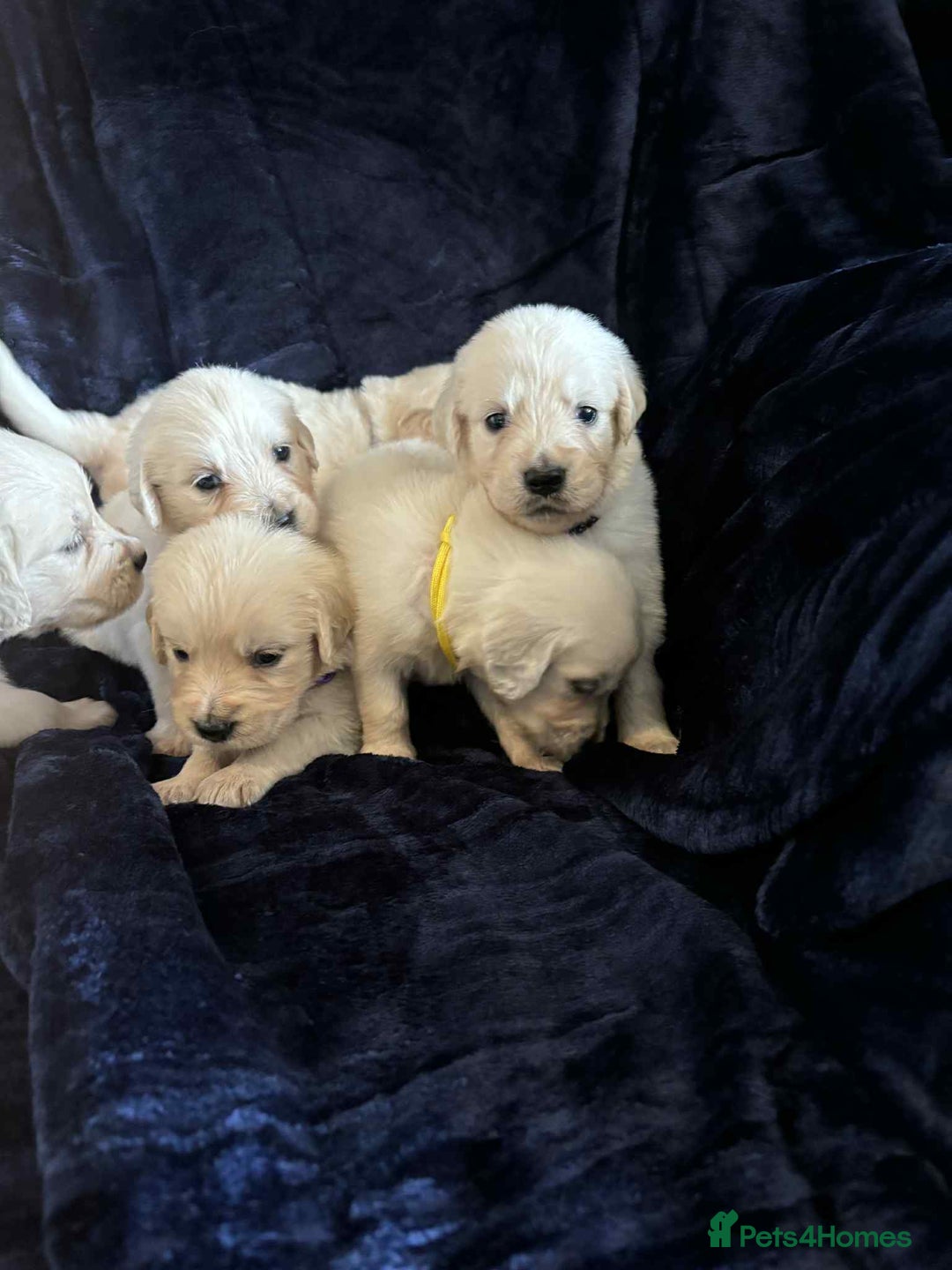 Golden Retriever dogs for sale: Stunning KC Golden Retriever puppies - Image 2