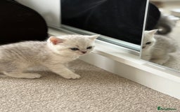 British Shorthair cats for sale: British Shorthair & Scottish Fold Kittens for Sale - Image 4