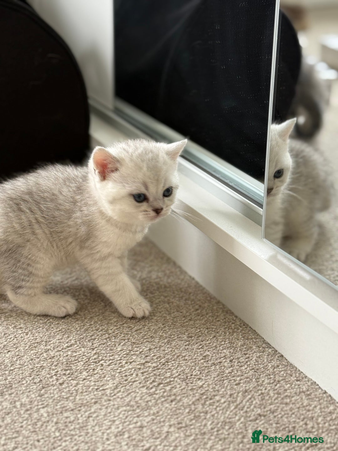British Shorthair cats for sale: British Shorthair & Scottish Fold Kittens for Sale - Image 4