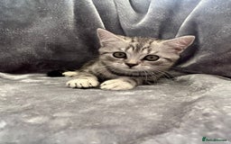 British Shorthair cats for sale: Champion Line British Shorthair Kittens - Image 7