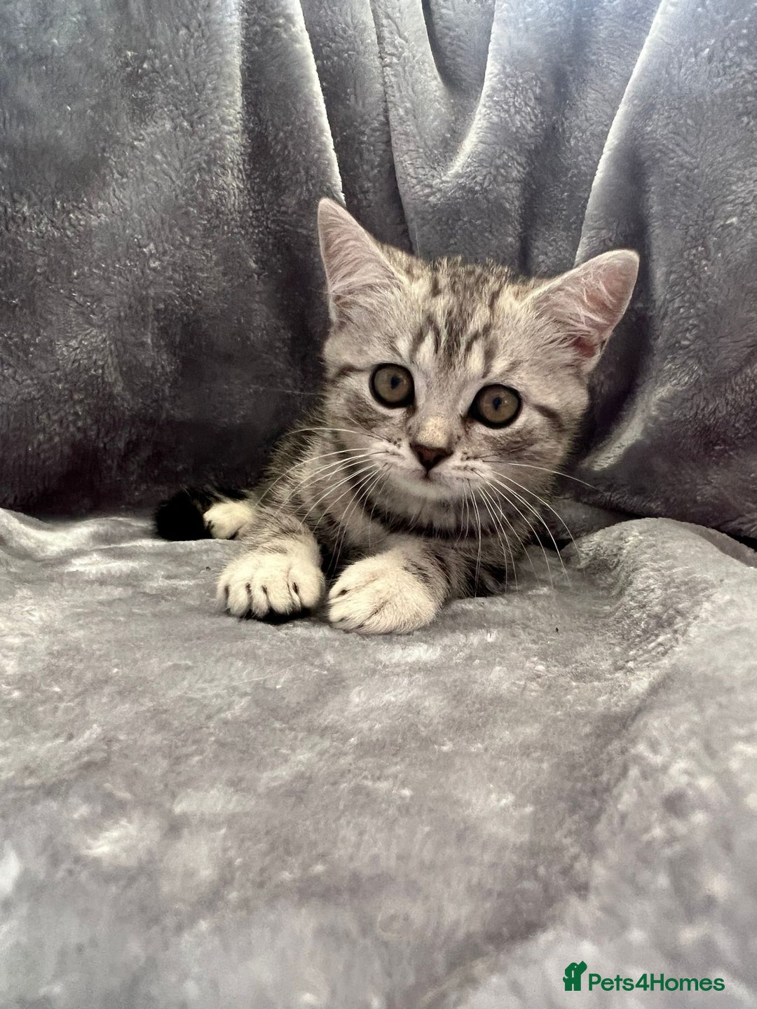 British Shorthair cats for sale: Champion Line British Shorthair Kittens - Image 7