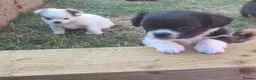 Chihuahua dogs for sale: Handsome Kc Registered long hair Chihuahua Male - Advert 14