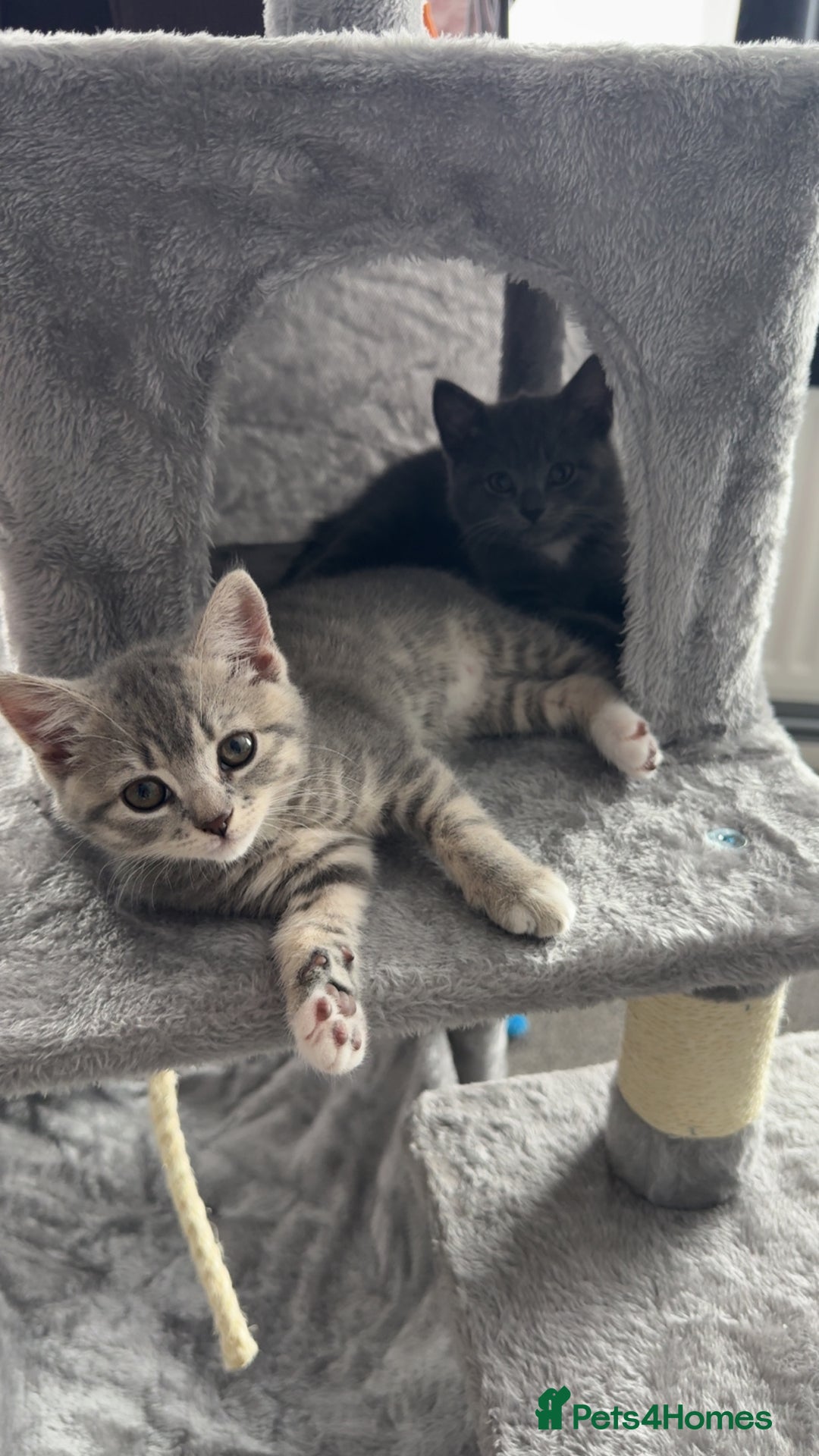 Mixed Breed cats for sale: Grey kittens  - Image 3