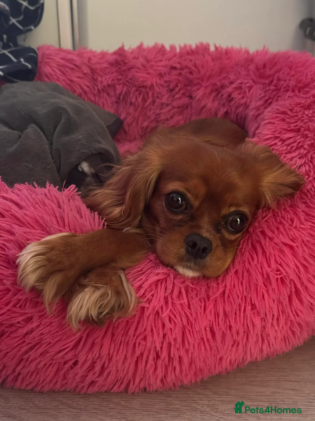 Cavalier King Charles Spaniel dogs for sale: Beautiful Cavalier Litter - Advert 2