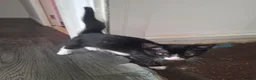 Mixed Breed cats for sale: 2 Kittens For sale £40 each. - Advert 5