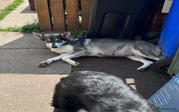 Mixed Breed dogs for sale: Northern Inuit cross American akita  - Image 26